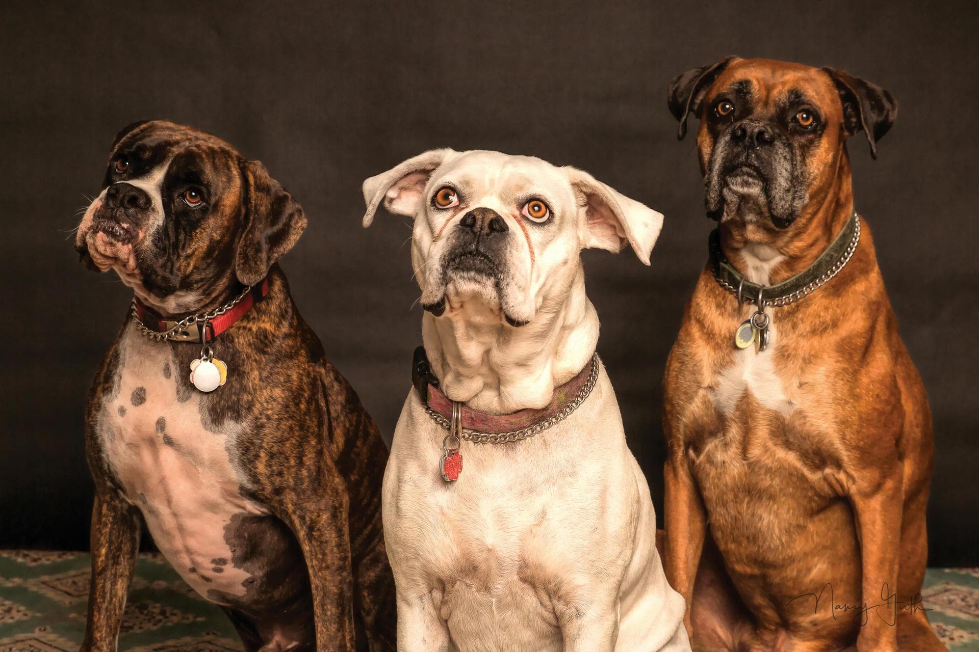 Best Vets in Nashua